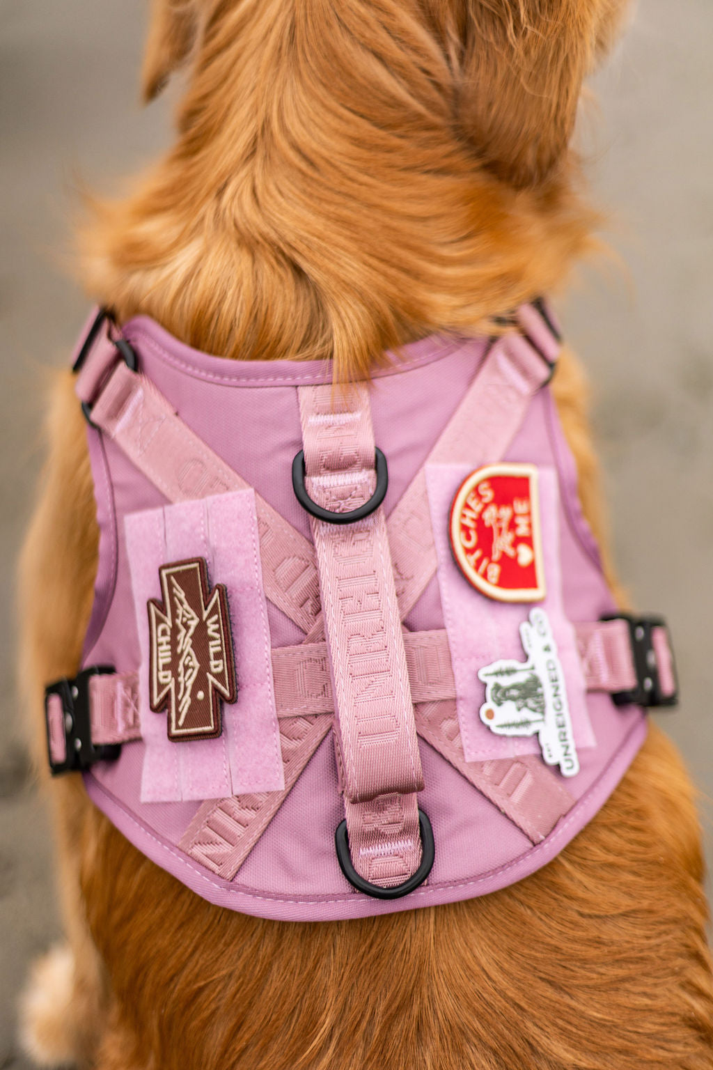 The Nomad Harness | Dusk