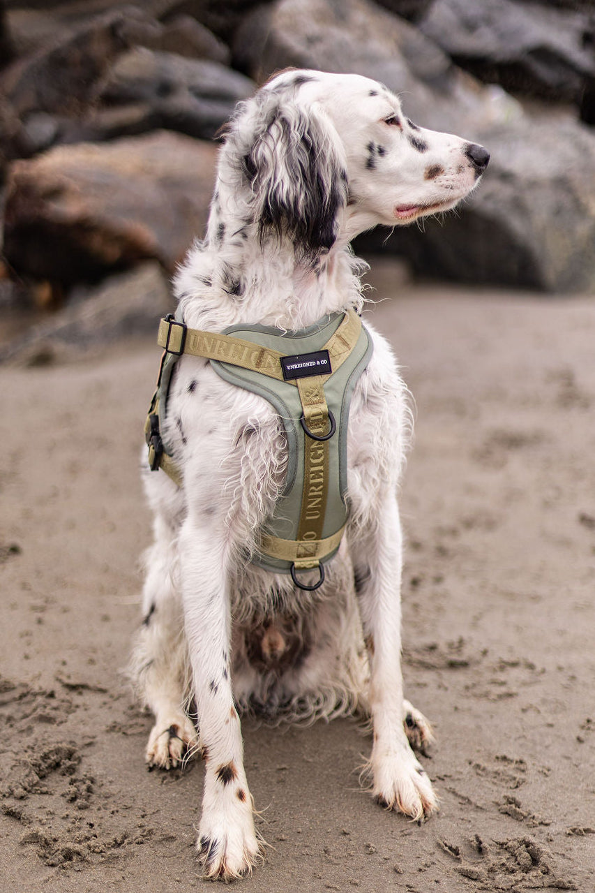 The Nomad Harness | Sage