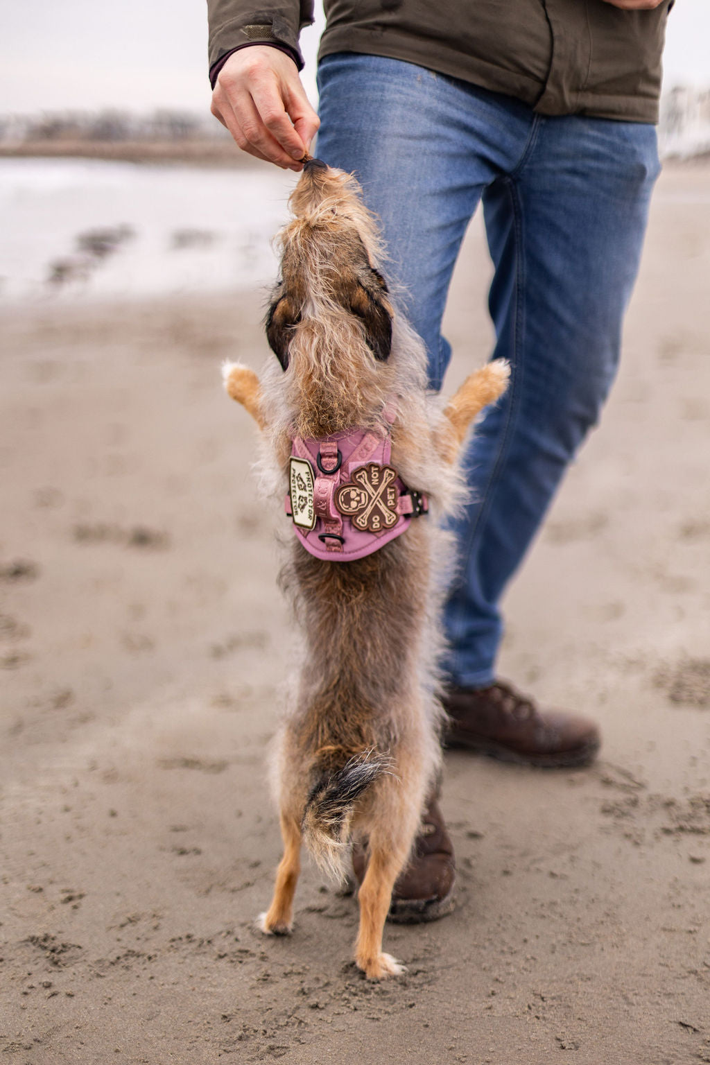 Do Not Pet Patch